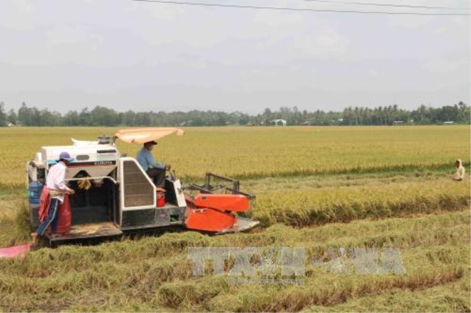 Thu hoạch lúa vụ hè thu bằng máy gặt đập liên hợp tại Đồng bằng sông Cửu Long. Ảnh: Phúc Sơn/TTXVN.